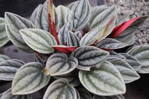 Evergreen Plants Chch Canterbury: Peperomia Santorini