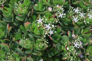 Evergreen Plants Chch Canterbury: Crassula ovata White Flowers