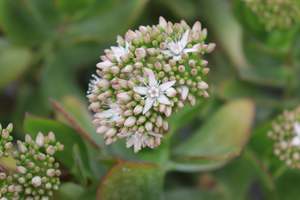 Evergreen Plants Chch Canterbury: Crassula ovata Pink Flowers