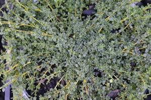 Groundcover Chch Canterbury: Thymus serpyllum