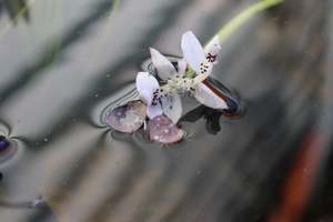Aponogeton Distachyos