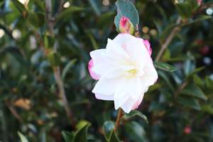 Camellia Chch Canterbury: Camellia Paradise Blush