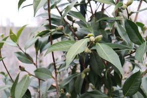 Camellia Royal Velvet