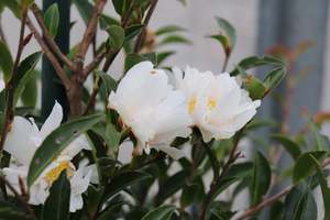 Camellia Petite White