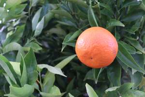 Citrus Mandarin Corsica #2