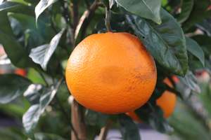 Citrus Navel Orange