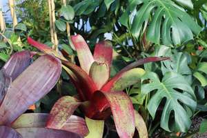 Alcantarea imperialis Rubra