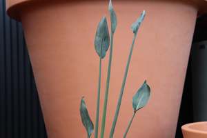 Evergreen Plants Chch Canterbury: Strelitzia juncea