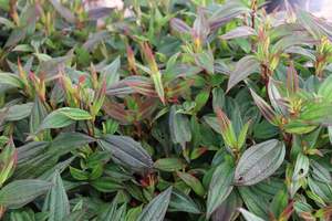 Tibouchina Peace Baby