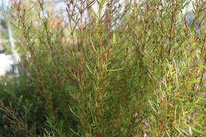 Evergreen Plants Chch Canterbury: Boronia heterophylla