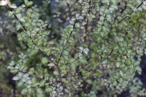 Pittosporum Tandara Gold