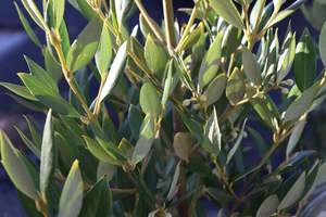 Atherosperma moschatum