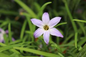 Perennials Bulbs Chch Canterbury: Ipheion uniflorum