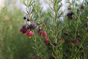 Shrubs Chch Canterbury: Boronia Megastigma