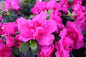 Azalea Kosmos