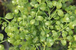 Citrus Finger Lime