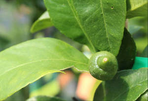 Citrus Bearss Tahitian Lime