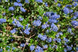 Evergreen Plants Chch Canterbury: Ceanothus Blue Sapphire