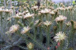 Phylica pubescens