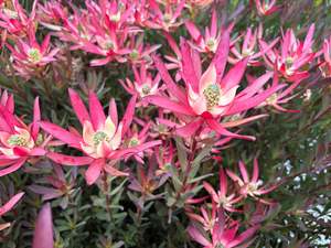 Leucadendron Valentina
