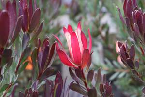 Leucadendron Plum Passion