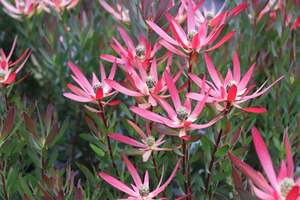 Leucadendron Loving Memories