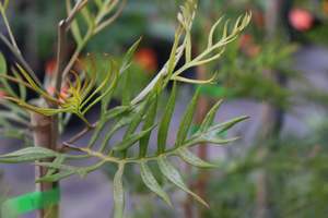 Evergreen Plants Chch Canterbury: Grevillea Peaches n Cream