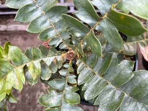 Banksia grandis Coastal