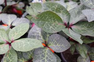 Evergreen Plants Chch Canterbury: Helleborus Vibey Velvet