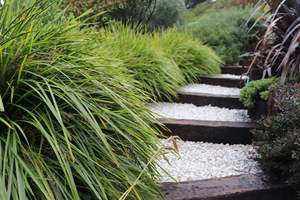 Grasses Chch Canterbury: Lomandra Lime Tuff
