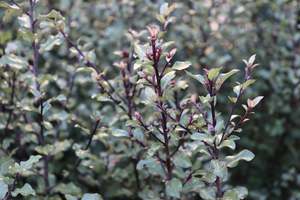 Hedging Chch Canterbury: Pittosporum tenuifolium Silver Sheen
