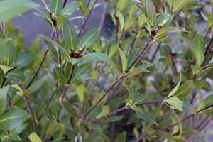 Pittosporum cornifolium