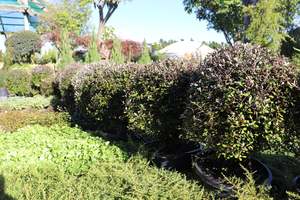 Hedging Chch Canterbury: Corokia Silver Ghost
