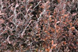 Corokia Frosted Chocolate