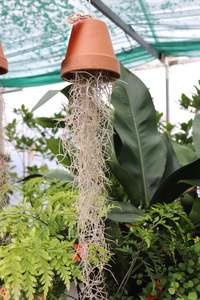 House Plants Chch Canterbury: Tillandsia species