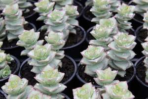Crassula perforata