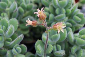 Cotyledon ladismithiensis