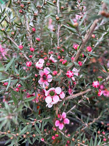 Leptospermum Martinii