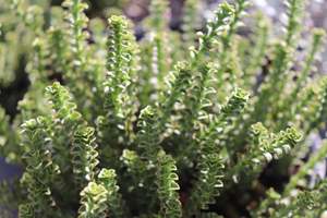 Nz Native Chch Canterbury: Hebe epacridea