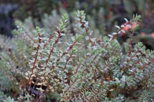 Nz Native Chch Canterbury: Pimelea orthia