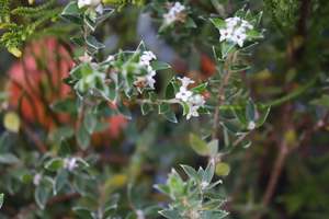 Nz Native Chch Canterbury: Pimelia pseudolyallii