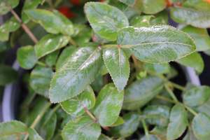 Scandia rosifolia