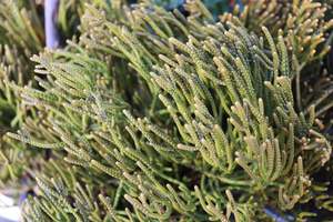Nz Native Chch Canterbury: Hebe ochracea