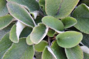 brachyglottis lagopus