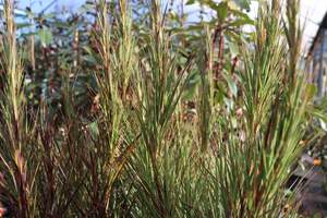 Nz Native Chch Canterbury: Dracophyllum longifolium