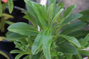 Nz Native Chch Canterbury: Brachyglottis huntii