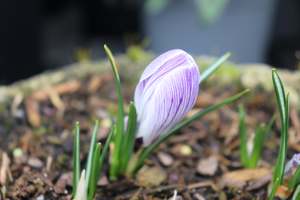 Crocus Pickwick