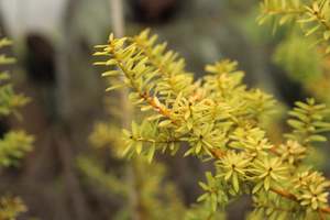 Pleaching Topiary Chch Canterbury: Podocarpus totara Aurea