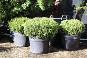 Pleaching Topiary Chch Canterbury: Podocarpus nivalis Ball