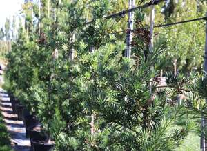 Podocarpus Maki